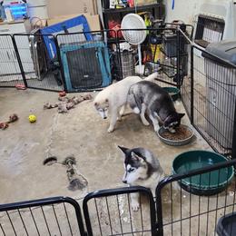 Siberian Husky Puppies from Spirit of the Moon Siberians