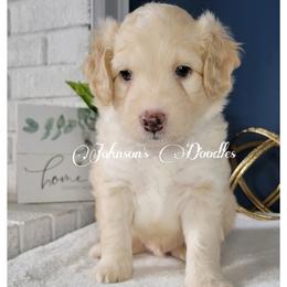 Aussiedoodle, Bernedoodle, and Goldendoodle Puppies from Johnson's Doodles
