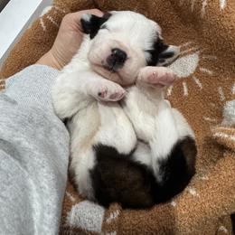 Boy 3 - male Saint Bernard puppy in Paramount Long Meadow, Maryland from M&R SKYHAVEN SAINTS