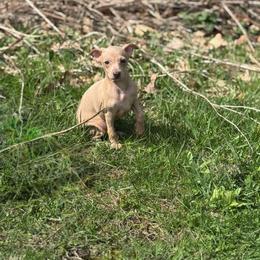 Penelope - Blue fawn female Italian Greyhound puppy in Wilkes Barre, Pennsylvania from Laraz Pupz