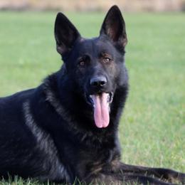 German Shepherds from Wertvoll German Shepherds