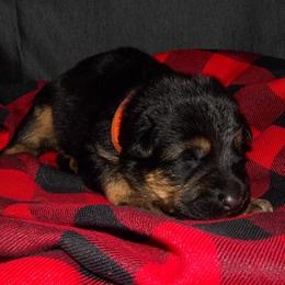 German Shepherd Puppies from 501 Shepherds