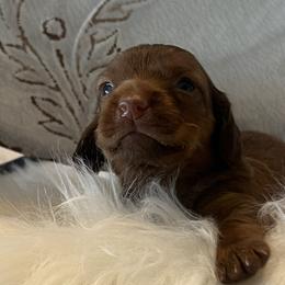 Mini Maxine - Red female Dachshund puppy in Scottsdale, Arizona from AZ DESERT DACHSHUNDS