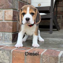 Diesel - Black tan and white male Beagle puppy in Mansfield, Missouri from Rippee Creek Kennel