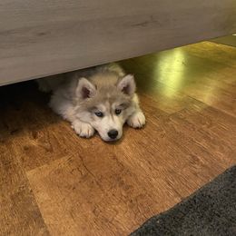 Siberian Husky Puppies from Blue Ridge Siberians