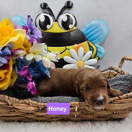 Honey - Red  female Goldendoodle puppy in Summerville, South Carolina from Channys Doodles