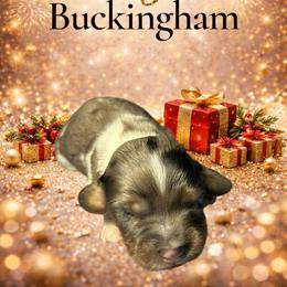 Buckingham - Dapple male Dachshund puppy in Mt. Sterling, Kentucky from Decadent Doxies of KY