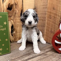 Bindi - Blue merle female Aussiedoodle puppy in Lavonia, Georgia from H & A Kennels