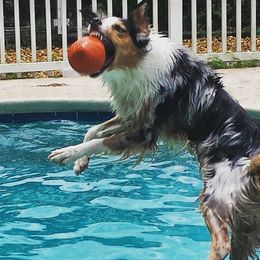 Australian Shepherds from Nature Coast Aussies