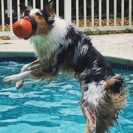 Australian Shepherds from Nature Coast Aussies