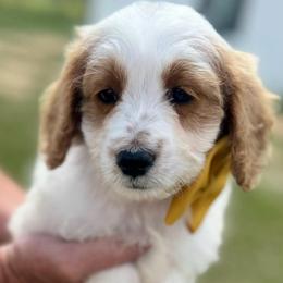 Atlas - White male Cavapoo puppy in Ville Platte, Louisiana from The Barkery