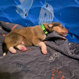 Lime - Sable male Collie puppy in Wykoff, Minnesota from Country Collies
