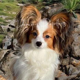 Hansel - Papillon