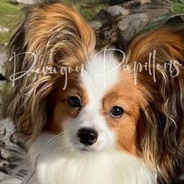 Hansel - Papillon