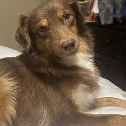 Honey - Toy Australian Shepherd