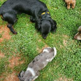 Dachshund Puppies from Dumbledore's AKC Mini Dachshunds