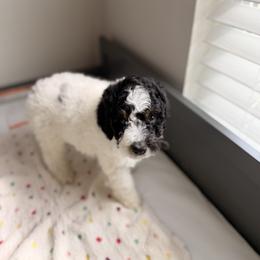 Cavapoo and Goldendoodle Puppies from Dori