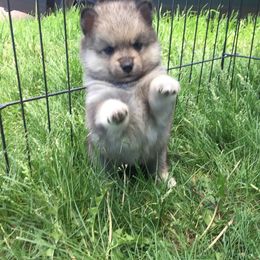 Pomsky Puppies from Dakota Pomskies