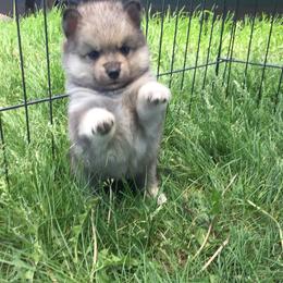 Pomsky Puppies from Dakota Pomskies