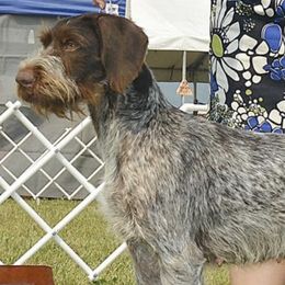 Brittanys and German Wirehaired Pointers from CYNISTER KENNELS  German Wirehairs and Brittany's