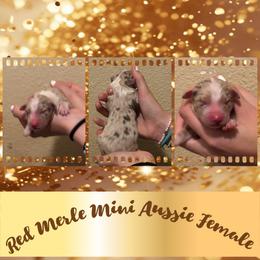 Cookie - Red merle female Miniature Australian Shepherd puppy in North Lakeport, California from Wild Rose Ranch
