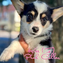 Girl 3 - Black and tan Pembroke Welsh Corgi puppy in White, Georgia from Royal Diamond Corgis