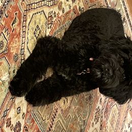 Portuguese Water Dog Puppies from Prestige Portuguese Water Dogs