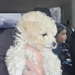 Poodle Puppies from Caboodles Of Poodles