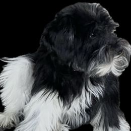 Parker - Miniature Schnauzer