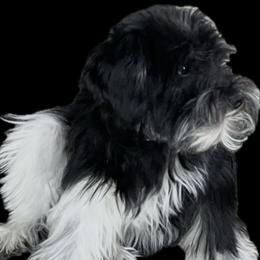 Parker - Miniature Schnauzer
