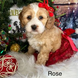 Rose - Golden Cockapoo puppy in Roseville, California from Darby Park Doodles