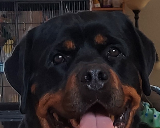 Rottweilers from Kennel vom Hause Locher