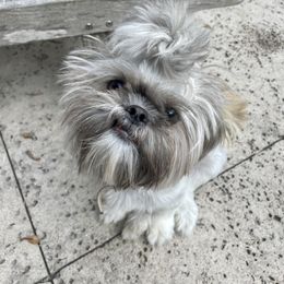 Shih Tzu Puppies from Precious to the world Shih Tzu’s