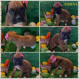 ATHENA - AKC - Fawn female Boxer puppy in Verden, Oklahoma from Bar H Boxers