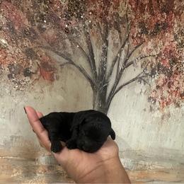 Kyoto - Black female Poodle puppy in Matteson, Illinois from Chitownpupz