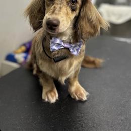 Nala - Dachshund