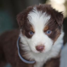 Semax Blue - Red tri-color male Australian Shepherd puppy in Bloomington, California from Oro’z Farm Aussies