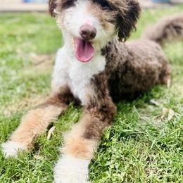 Calypso - Bernedoodle