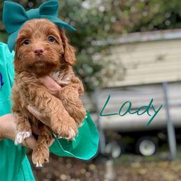 Lady - Red female Cockapoo puppy in Mocksville, North Carolina from Little Bear Doodles