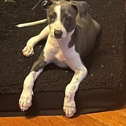 Italian Greyhound Puppies from Fisher Link
