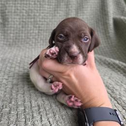 Maroon Girl - Liver and white female German Shorthaired Pointer puppy in Nampa, Idaho from Heart Mountain Cavaliers & Floating Feathers Kennel