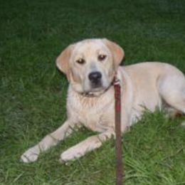 Doberman Pinschers and Labrador Retrievers from Century Oak Farm