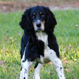Millie - English Springer Spaniel
