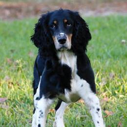 Millie - English Springer Spaniel