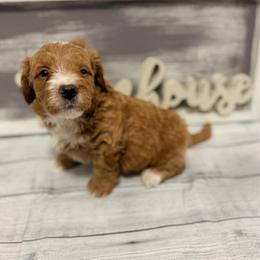 Casanova - Red  male Goldendoodle puppy in Bradenton, Florida from Christianna’s Mini Goldendoodles