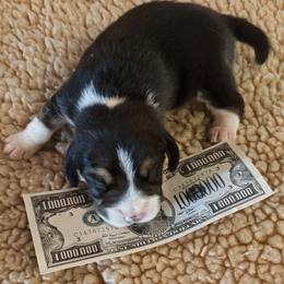 Bennie - Black tan and white male Beagle puppy in Jerome, Missouri from Beam's Beagles