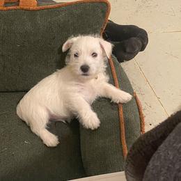 Yellow puppy - White male West Highland White Terrier puppy in Golden Valley, Arizona from Wagglesworth Westies