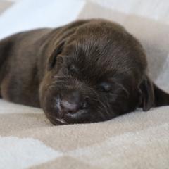 Surf - Chocolate male Labrador Retriever puppy in Camden, Indiana from Camden's Caring Canines