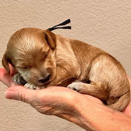 Black Boy - Parti male Goldendoodle puppy in Kitsap County, Washington from Amazing Grace Doodles
