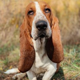 Bandit - Basset Hound